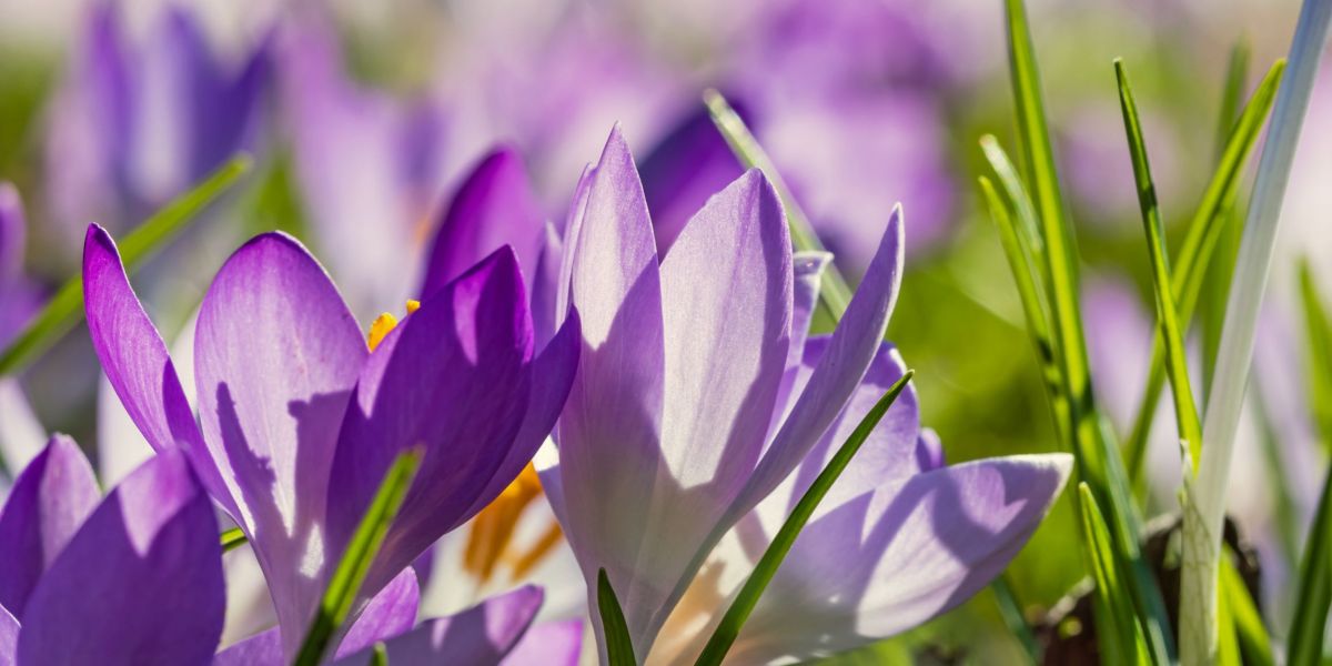 7 dagen in de week geopend