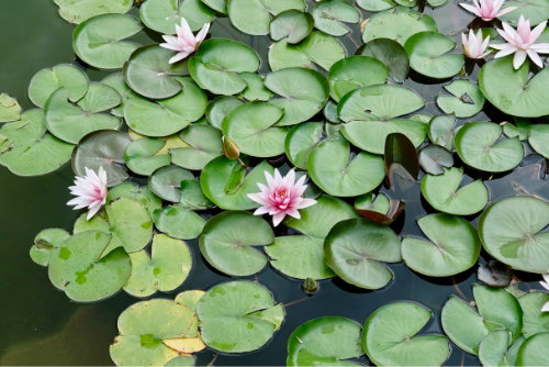 Vijver & Dier Vijver & Dier