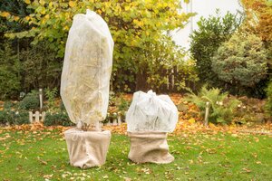 Bescherm je planten tegen vorst