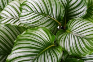 Wist jij dit al over de Calathea?