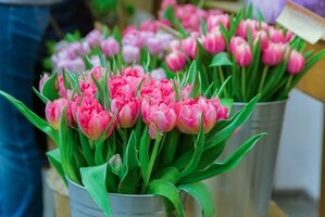 Zo houd je tulpen lang mooi