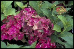 Hydrangeaceae