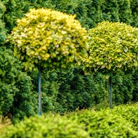 Bomen, heesters en coniferen