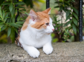 Honden en katten