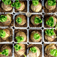 Bloembollen en Zaden