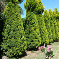 Bomen, heesters en coniferen
